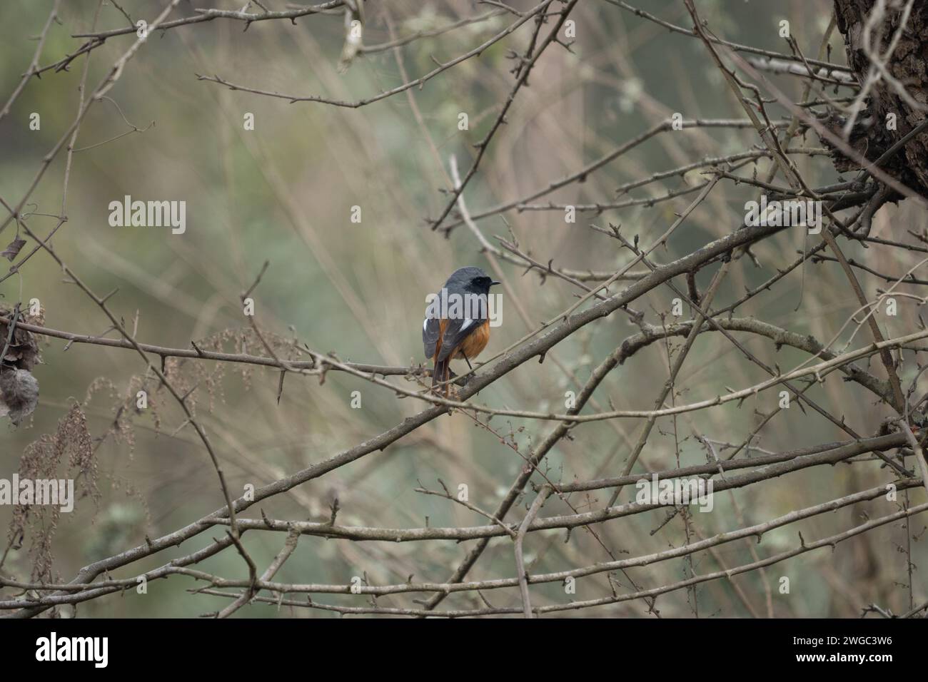 An environmental shot of a Hodgsons Redstart bird in the branches of a tree. Stock Photo