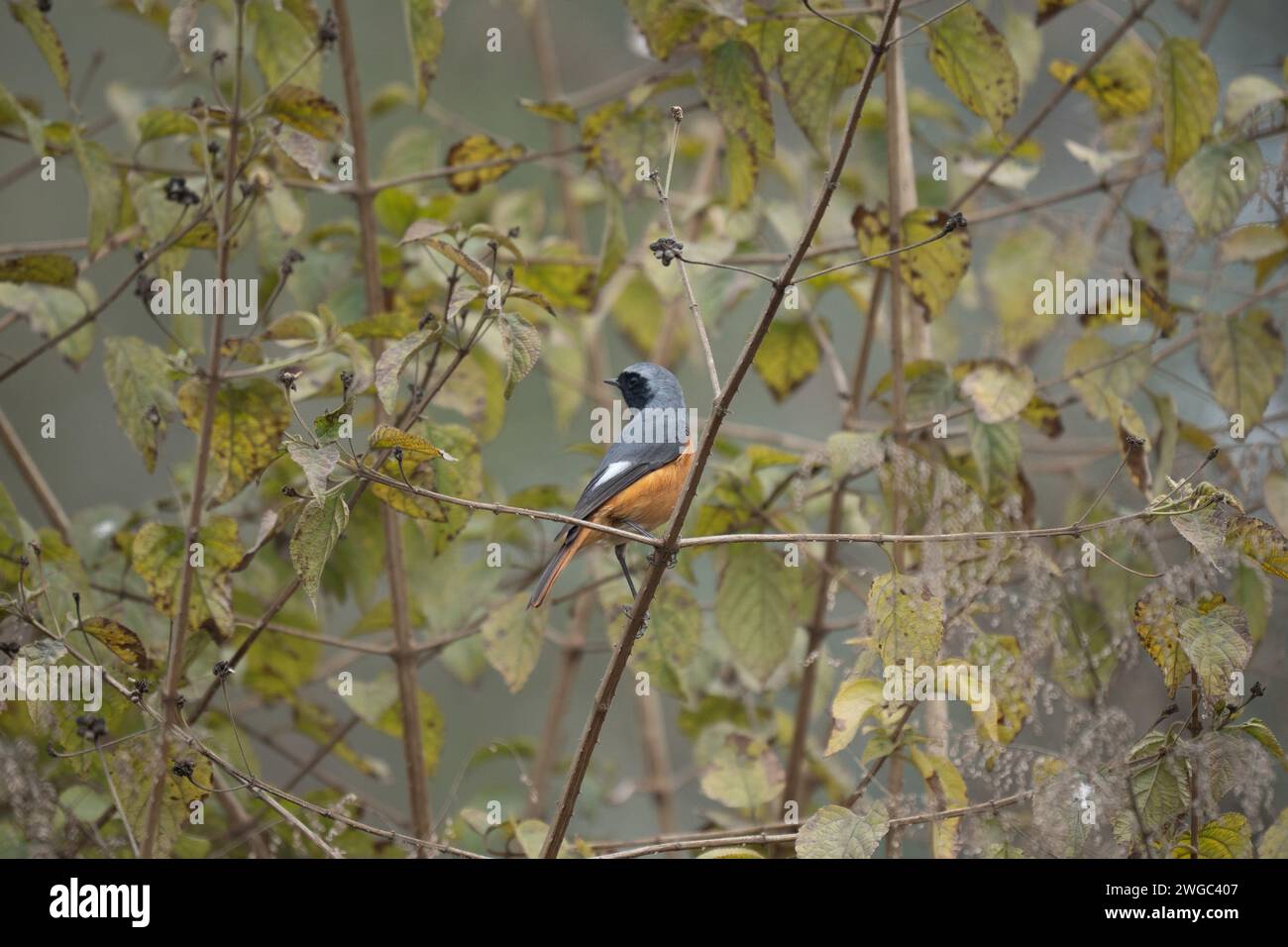 An environmental shot of a Hodgsons Redstart bird in the branches of a tree. Stock Photo