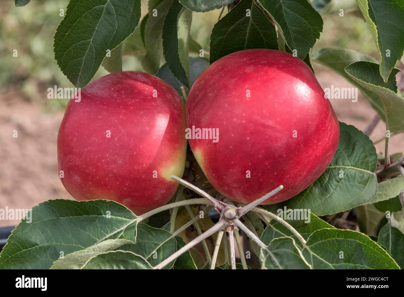 Columnar apple (Malus domestica STARLINE FIRE) Stock Photo