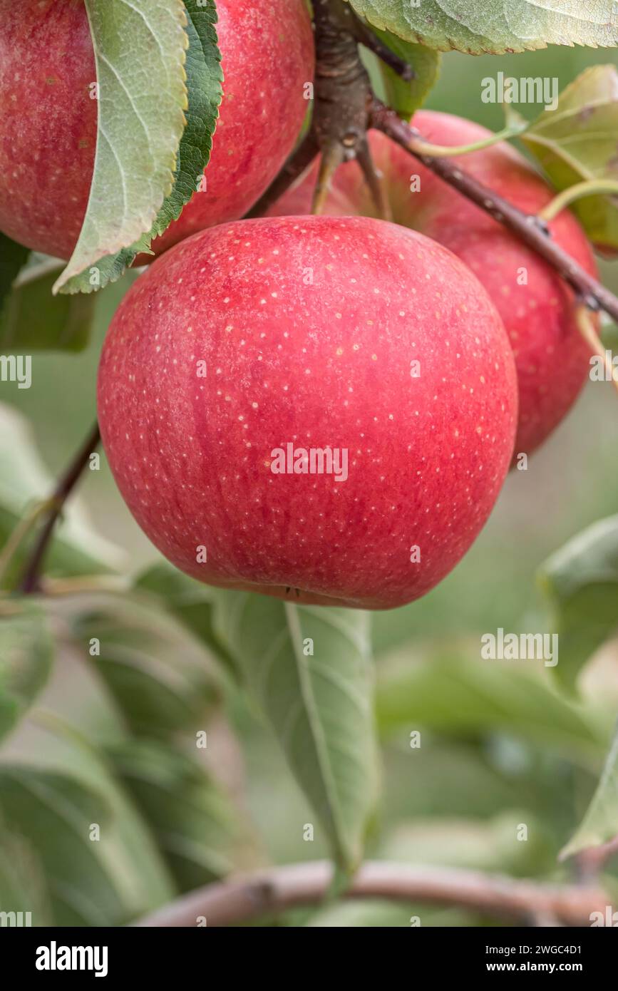 Apple (Malus domestica EVELINA), red apples on the apple tree Stock Photo