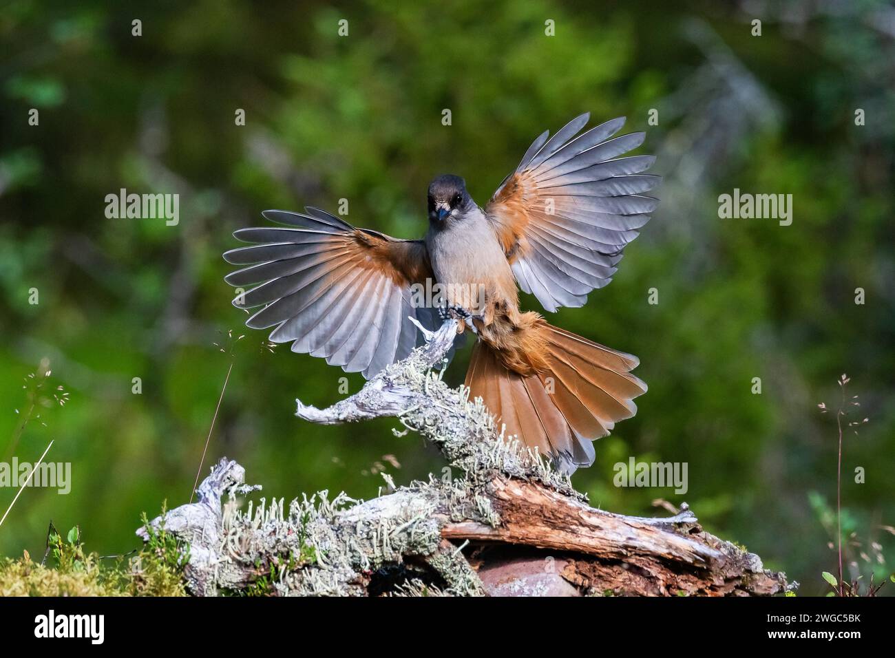 Siberian Jay Perisoreus Infaustus Siberian Jay Stock Photo Alamy