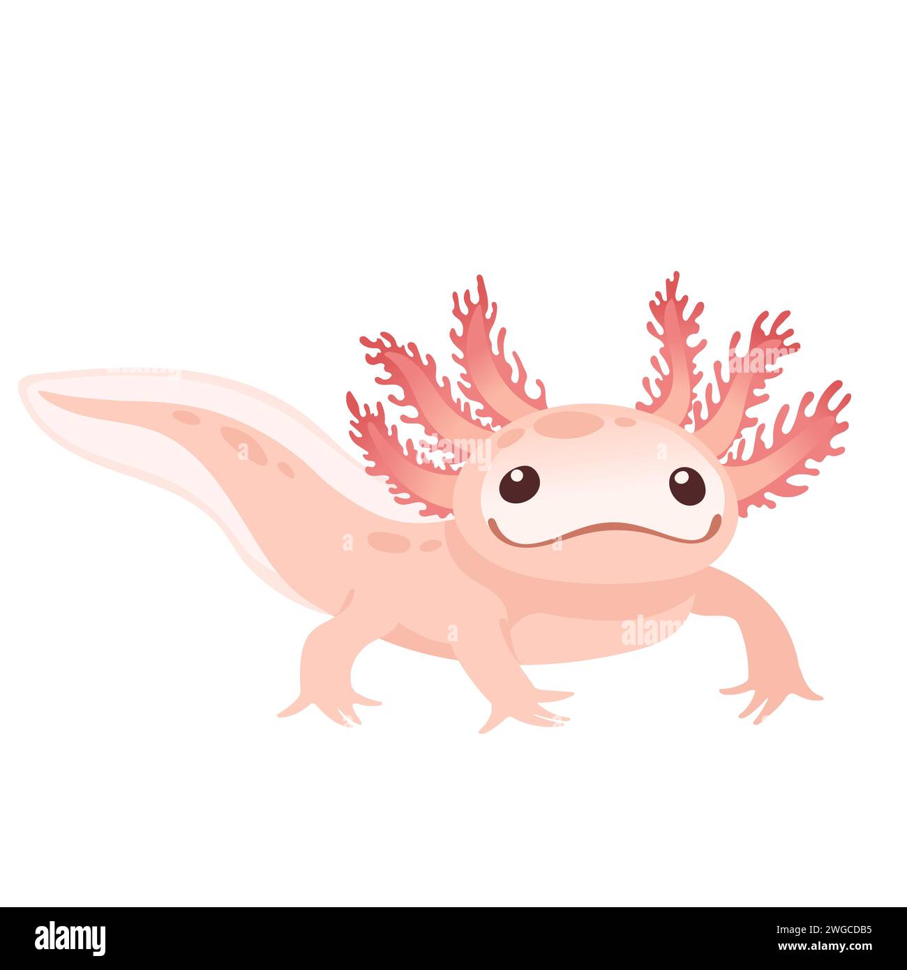 Cute cartoon axolotl pink color amphibian animal vector illustration ...