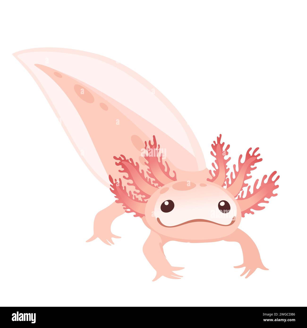 Cute cartoon axolotl pink color amphibian animal vector illustration ...