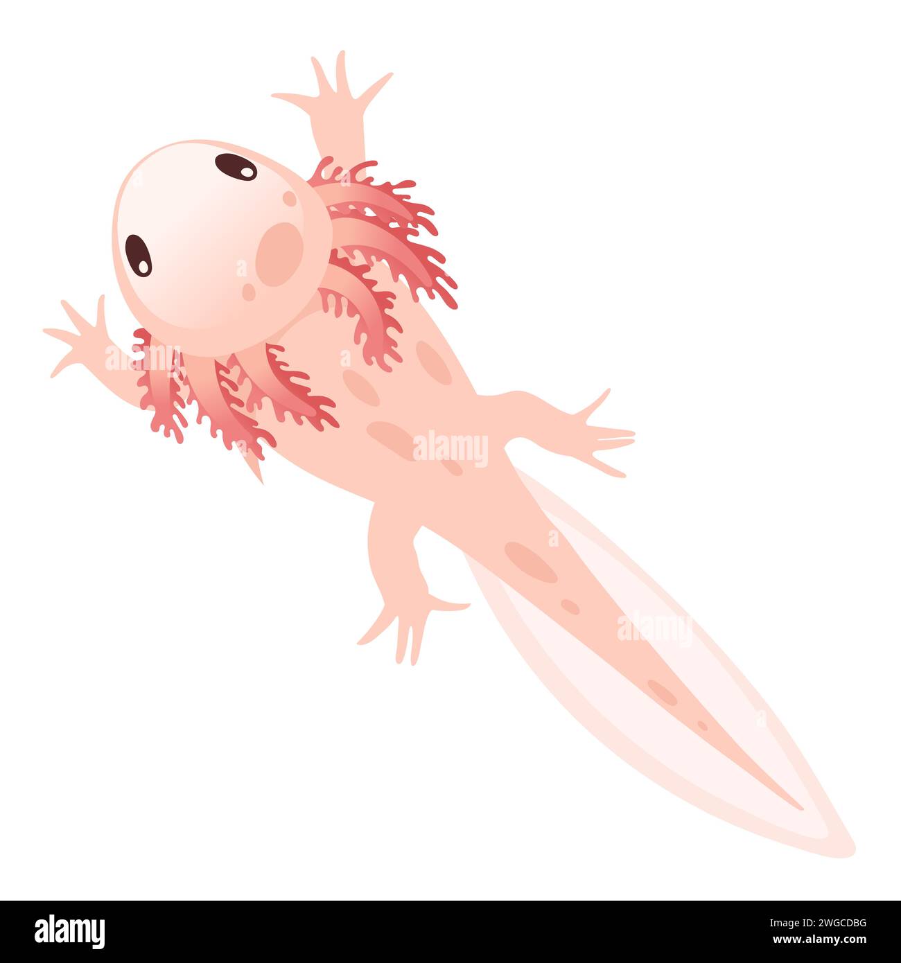 Cute cartoon axolotl pink color amphibian animal vector illustration ...