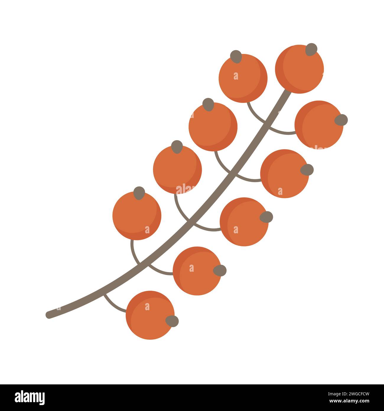 Forest wild berries. Autumn harvesting season, decorative branch vector ...
