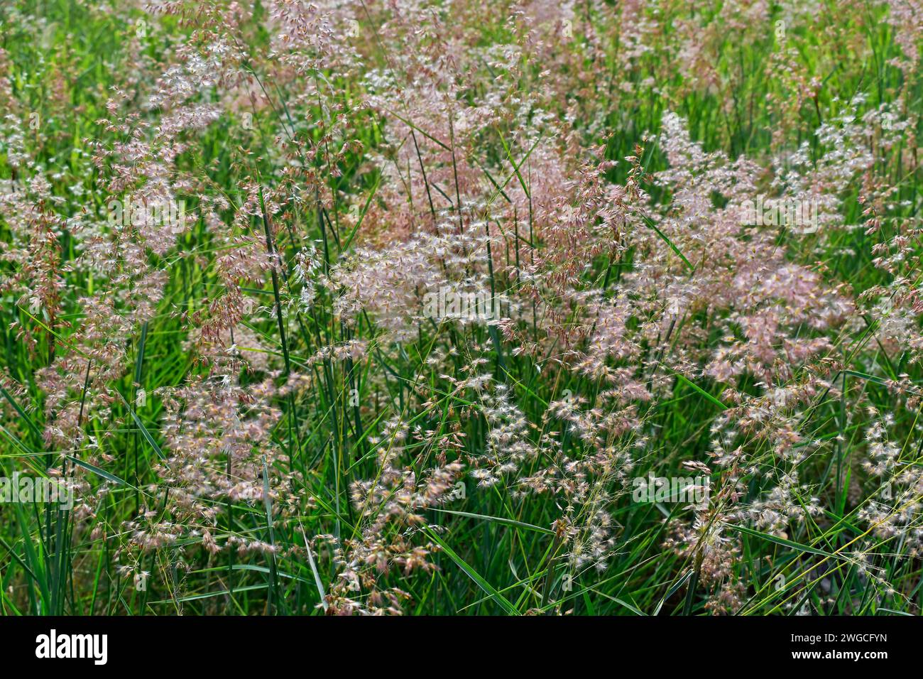 Rose Natal grass or Natal grass flowers (Melinis repens) Stock Photo