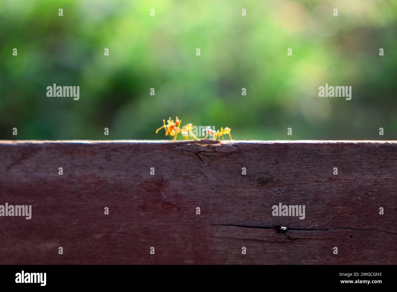Red ant is carrying an injured friend back to the nest. Ant walking on wood Stock Photo