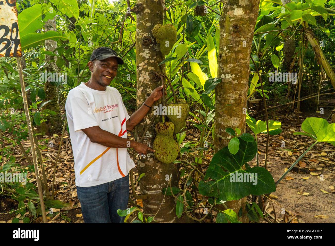 Zanzibari a guy near a Jackfruit tree with a fruit Stock Photo