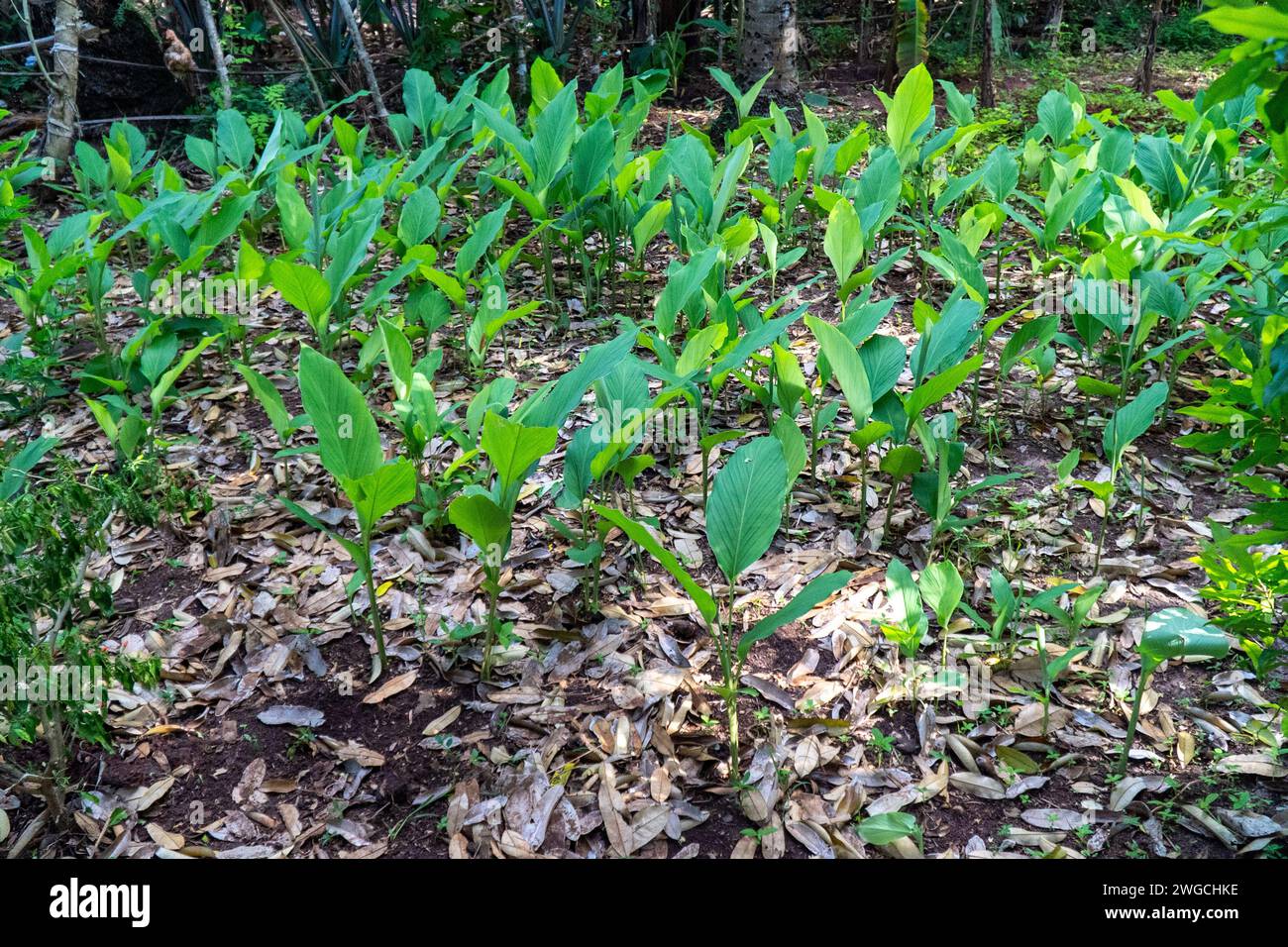 Ginger plant zanzibar hi-res stock photography and images - Alamy
