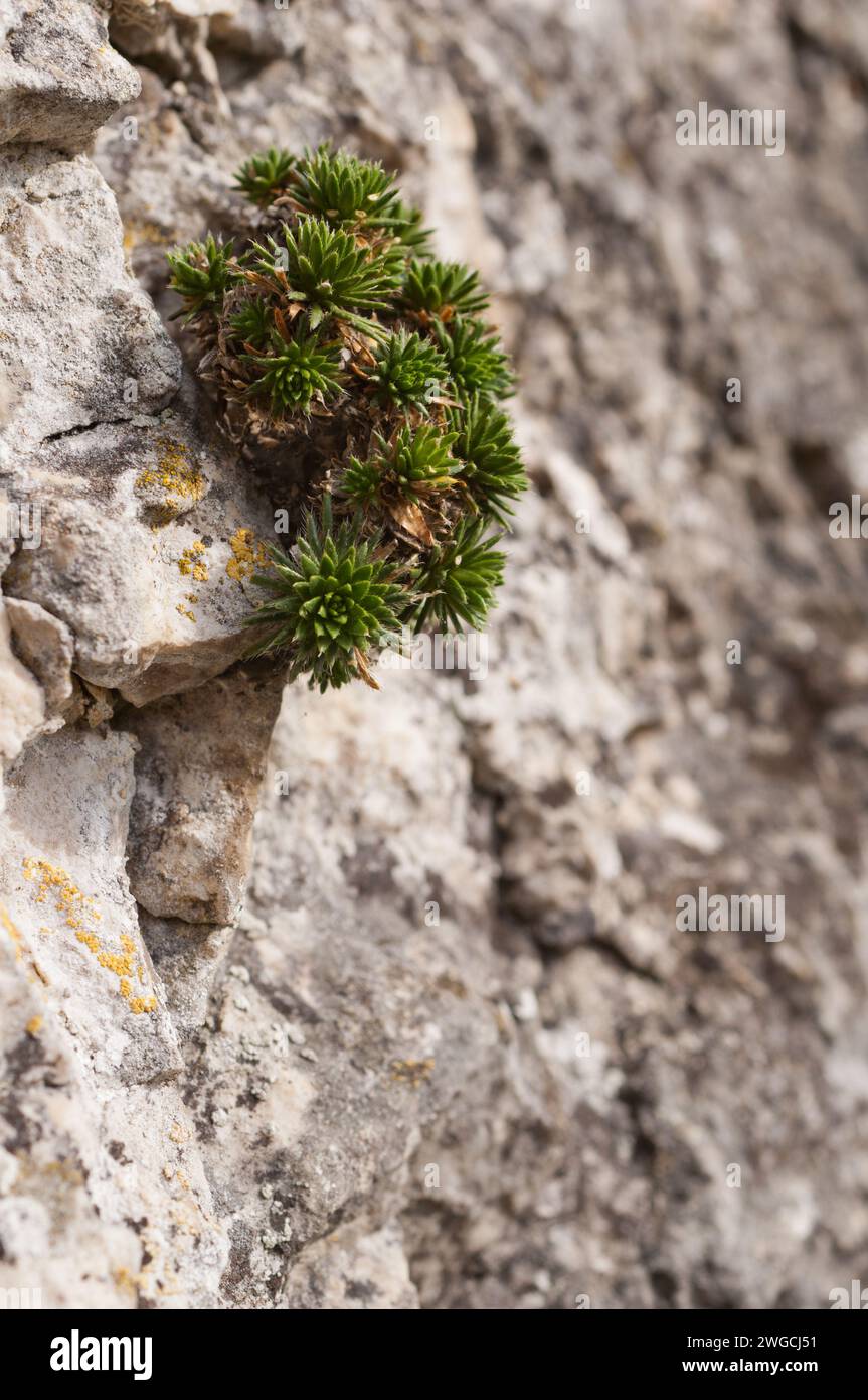 A vertical closeup of a green plant growing on a rock Stock Photo