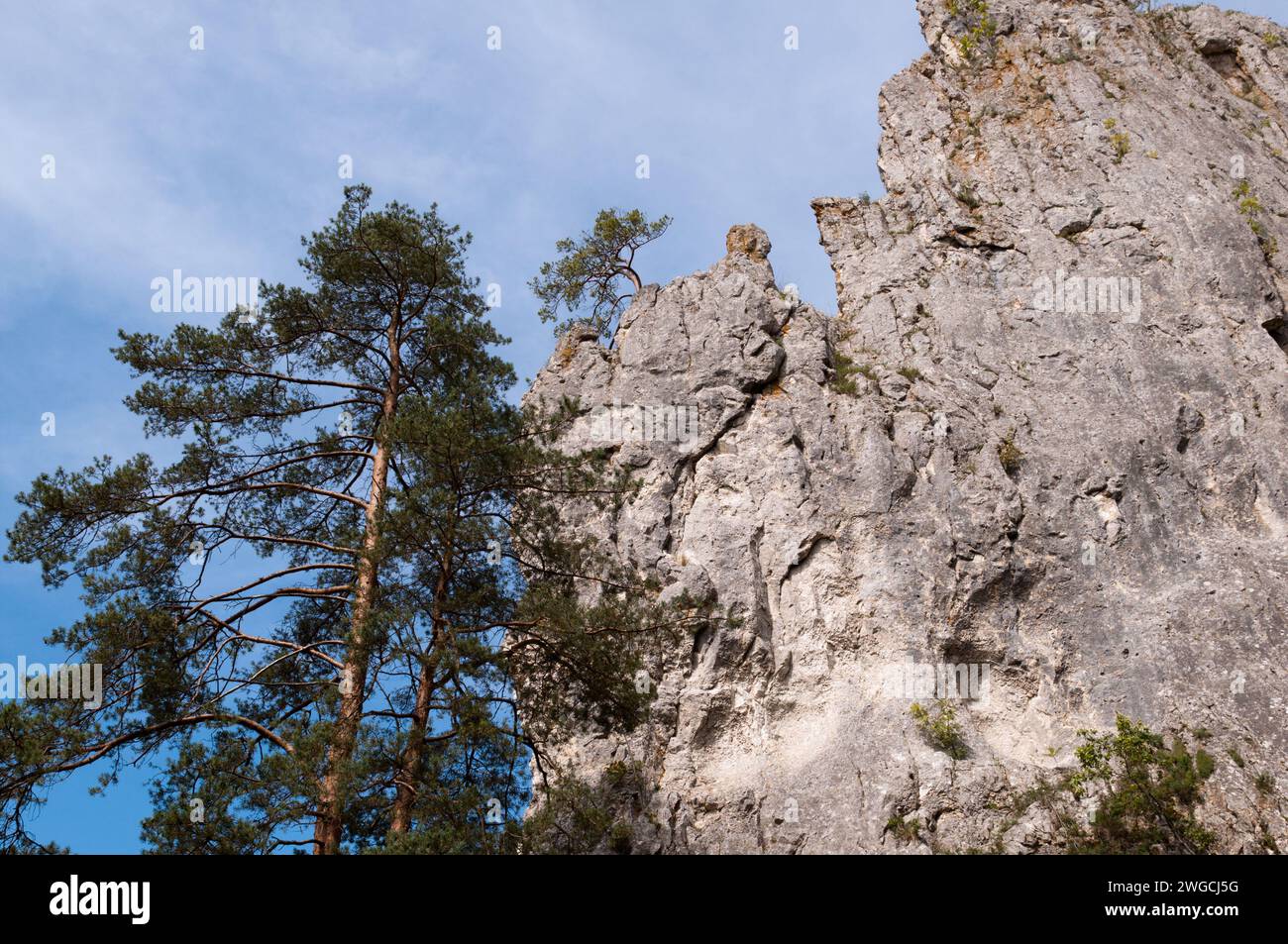A vertical of a Pine (Pinus) high on a rock Stock Photo