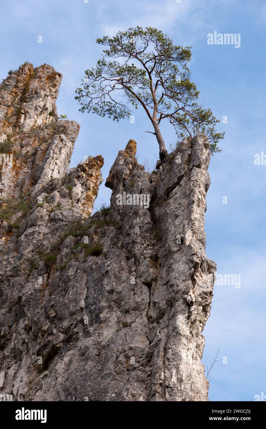 A vertical of a Pine (Pinus) high on a steep cliff Stock Photo