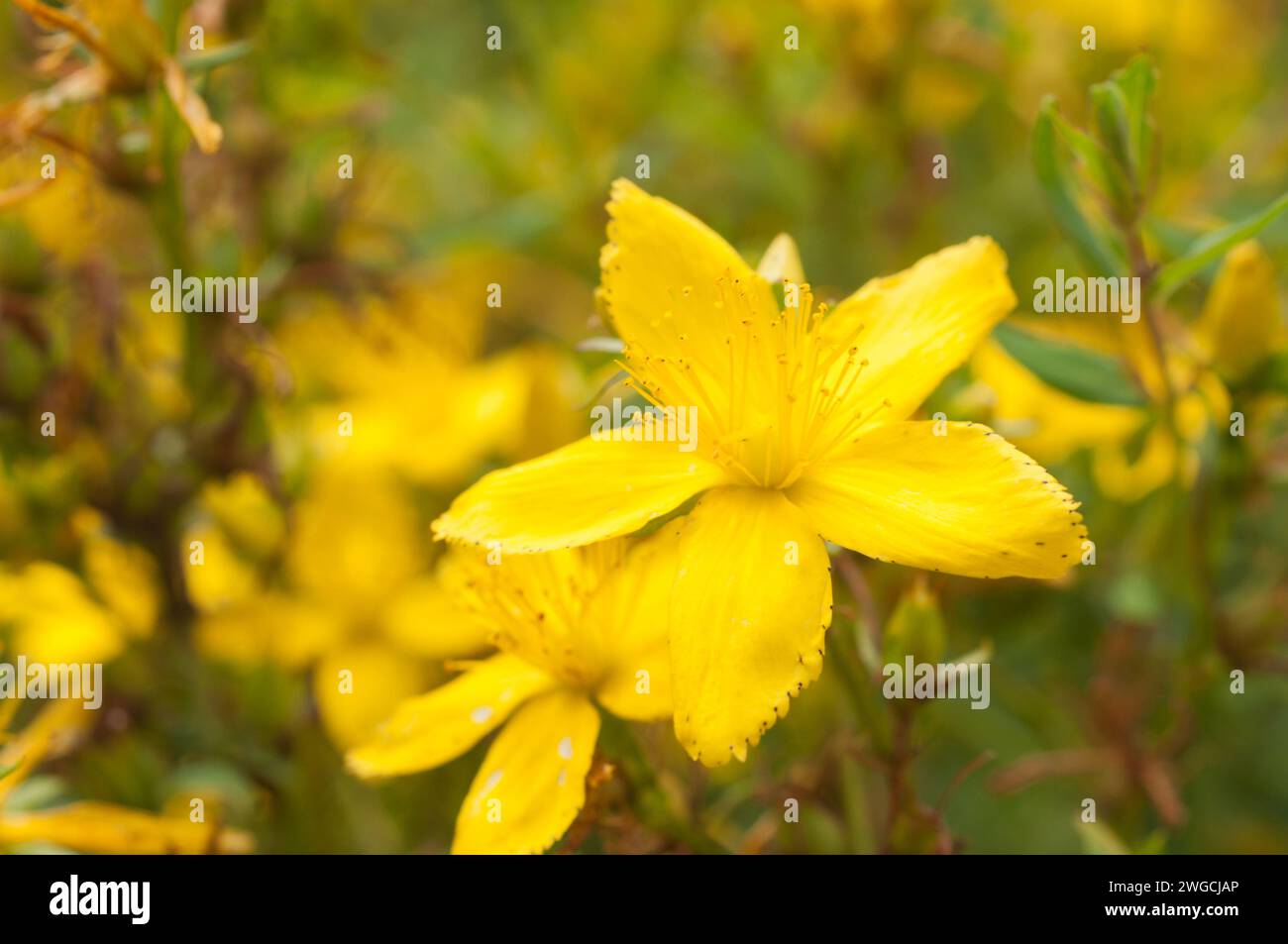 A closeup of St. John's Wort (Hypericum) flowering in a field Stock Photo