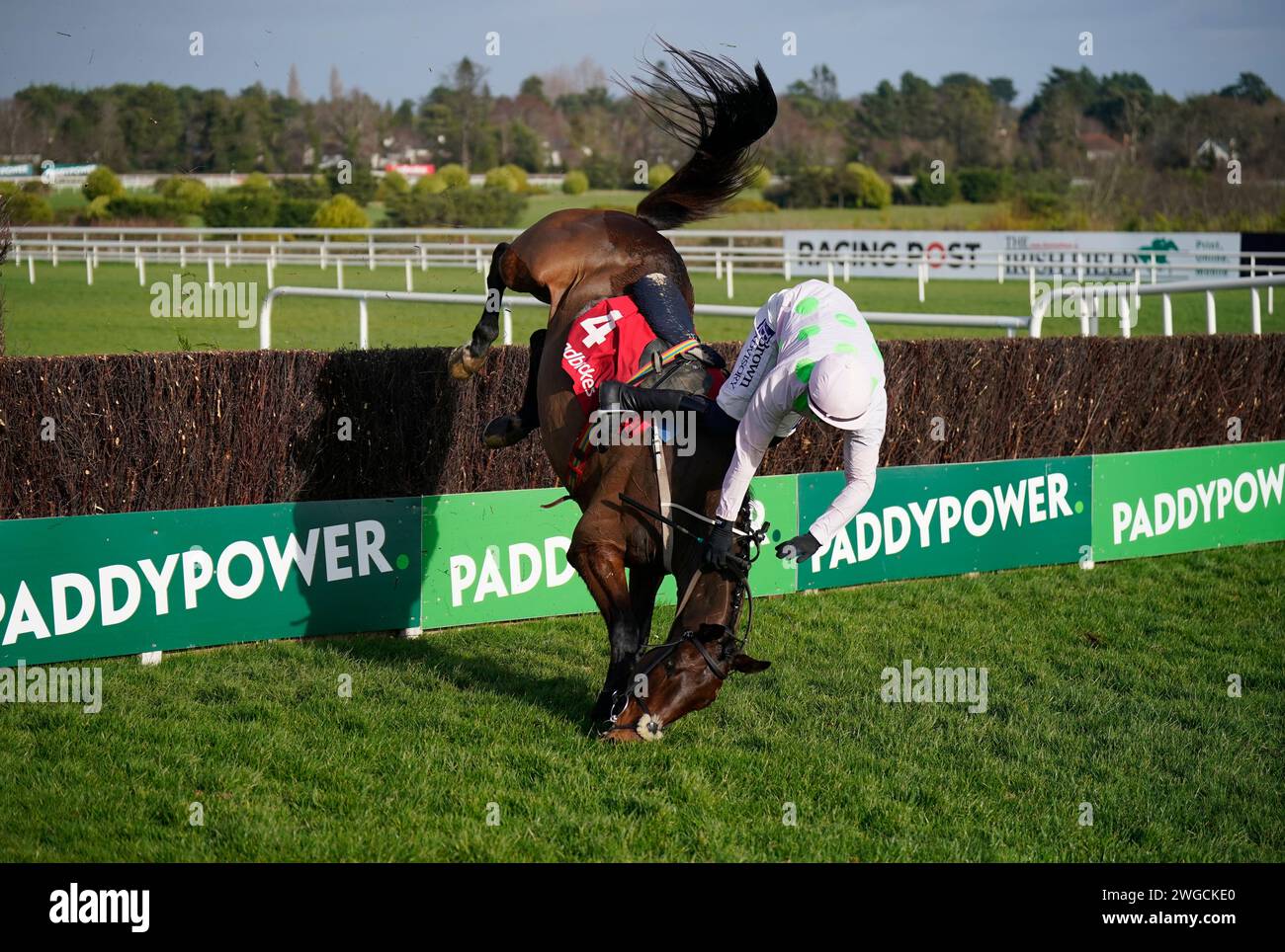 Jockey Paul Townend falls from Gaelic Warrior at the last in The Ladbrokes Novice Steeplechase during day two of the 2024 Dublin Racing Festival at Leopardstown Racecourse. Picture date: Sunday February 4, 2024. Stock Photo
