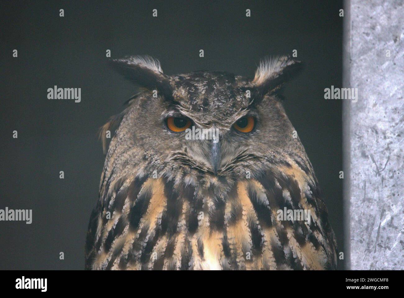 04.02.2024, Oberösterreich, AUT, Unterwegs in Oberösterreich, Symbolbild, Themenbild, Verschiedene Themenbilder, Tiere, Archivbilder, im Bild Eule, Eulen, Schleiereulen, Greifvogel, Tier, *** 04 02 2024, Upper Austria, AUT, On the road in Upper Austria, symbol picture, theme picture, various theme pictures, animals, archive pictures, in the picture owl, owls, barn owls, bird of prey, animal, Stock Photo