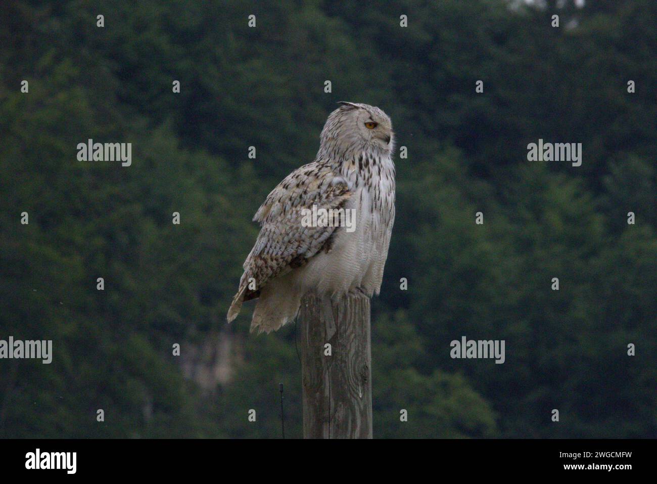 04.02.2024, Oberösterreich, AUT, Unterwegs in Oberösterreich, Symbolbild, Themenbild, Verschiedene Themenbilder, Tiere, Archivbilder, im Bild Eule, Eulen, Schleiereulen, Greifvogel, Tier, *** 04 02 2024, Upper Austria, AUT, On the road in Upper Austria, symbol picture, theme picture, various theme pictures, animals, archive pictures, in the picture owl, owls, barn owls, bird of prey, animal, Stock Photo