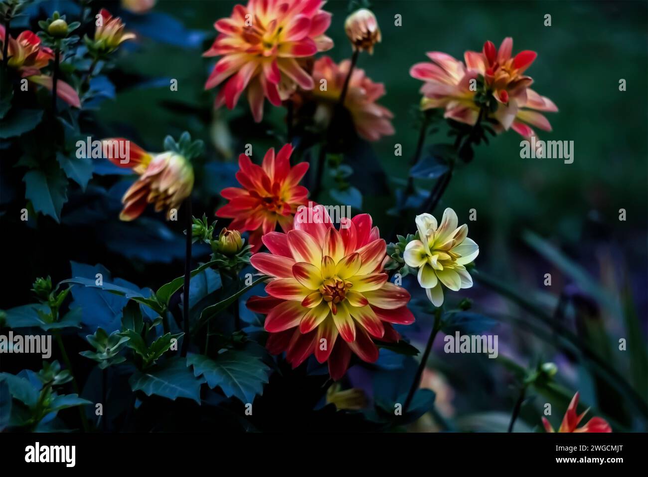 A close-up of vibrant garden flowers with lush leaves Stock Photo