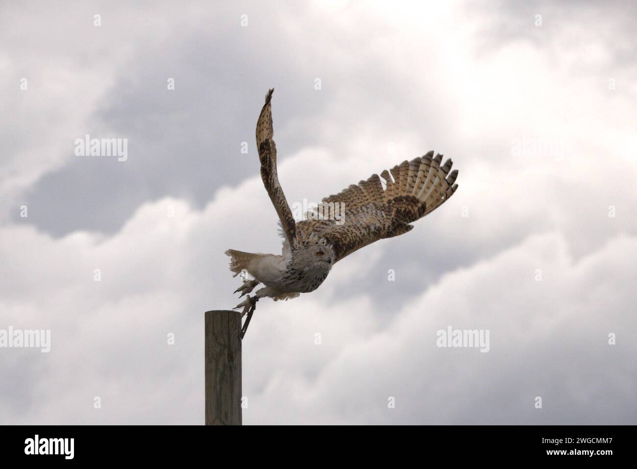 04.02.2024, Oberösterreich, AUT, Unterwegs in Oberösterreich, Symbolbild, Themenbild, Verschiedene Themenbilder, Tiere, Archivbilder, im Bild Eule, Eulen, Schleiereulen, Greifvogel, Tier, *** 04 02 2024, Upper Austria, AUT, On the road in Upper Austria, symbol picture, theme picture, various theme pictures, animals, archive pictures, in the picture owl, owls, barn owls, bird of prey, animal, Stock Photo