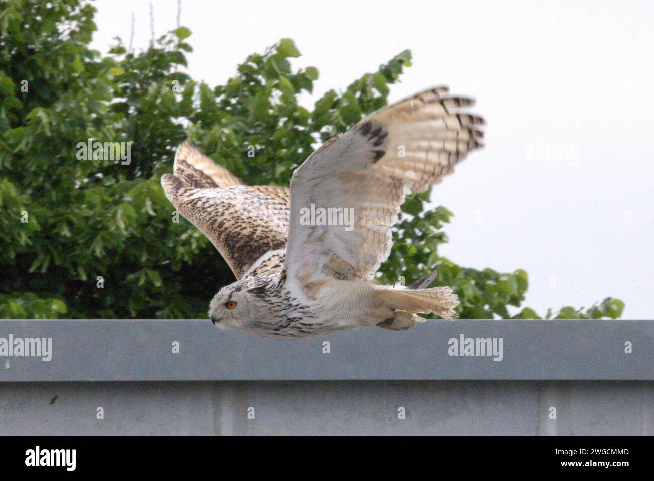 04.02.2024, Oberösterreich, AUT, Unterwegs in Oberösterreich, Symbolbild, Themenbild, Verschiedene Themenbilder, Tiere, Archivbilder, im Bild Eule, Eulen, Schleiereulen, Greifvogel, Tier, *** 04 02 2024, Upper Austria, AUT, On the road in Upper Austria, symbol picture, theme picture, various theme pictures, animals, archive pictures, in the picture owl, owls, barn owls, bird of prey, animal, Stock Photo