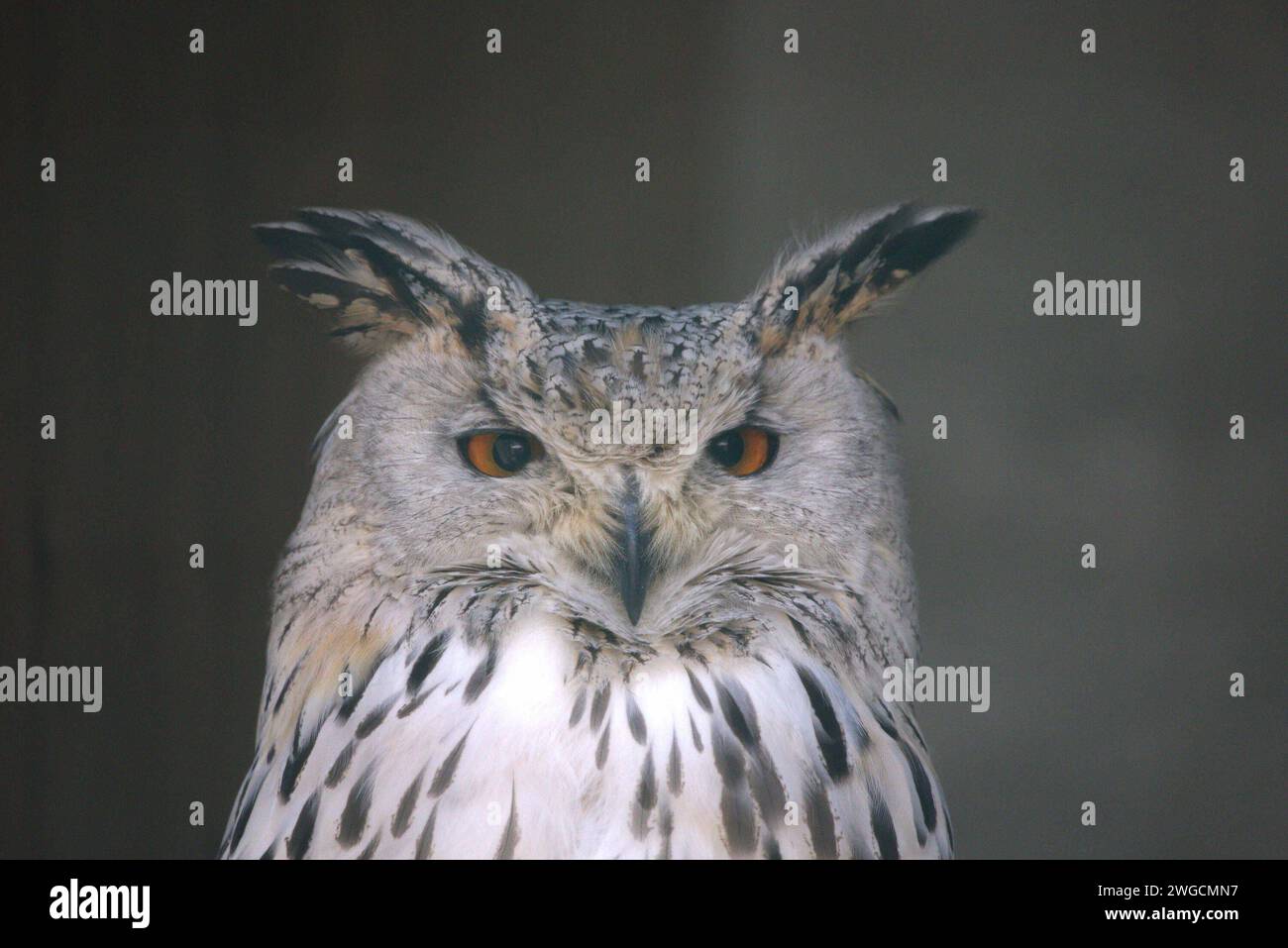 04.02.2024, Oberösterreich, AUT, Unterwegs in Oberösterreich, Symbolbild, Themenbild, Verschiedene Themenbilder, Tiere, Archivbilder, im Bild Eule, Eulen, Schleiereulen, Greifvogel, Tier, *** 04 02 2024, Upper Austria, AUT, On the road in Upper Austria, symbol picture, theme picture, various theme pictures, animals, archive pictures, in the picture owl, owls, barn owls, bird of prey, animal, Stock Photo