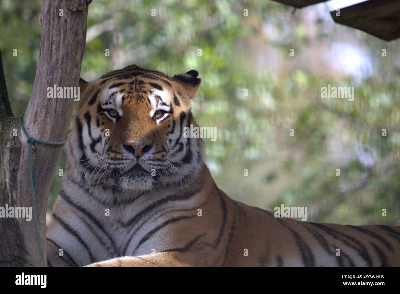 Grosskatze hi-res stock photography and images - Alamy