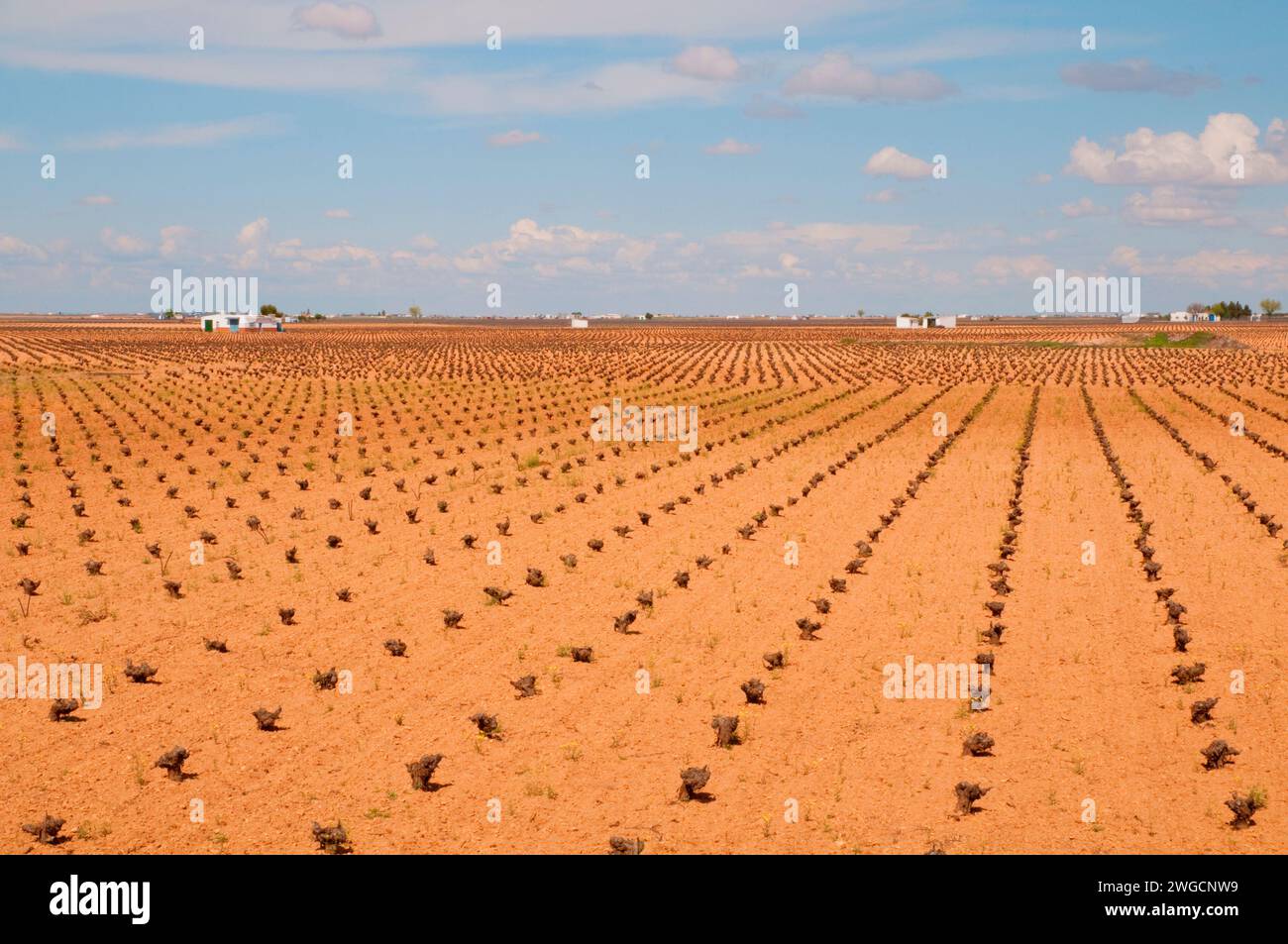 Vineyard in winter. Tomelloso, Ciudad Real province, Castilla La Mancha, Spain. Stock Photo