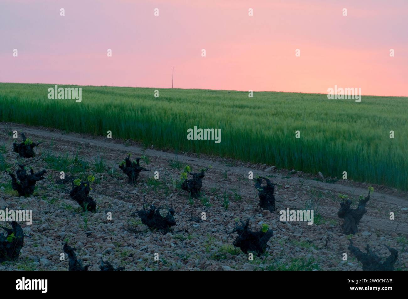 Vineyard and cereal field at sunset. Daimiel, Ciudad Real province, Castilla La Mancha, Spain. Stock Photo