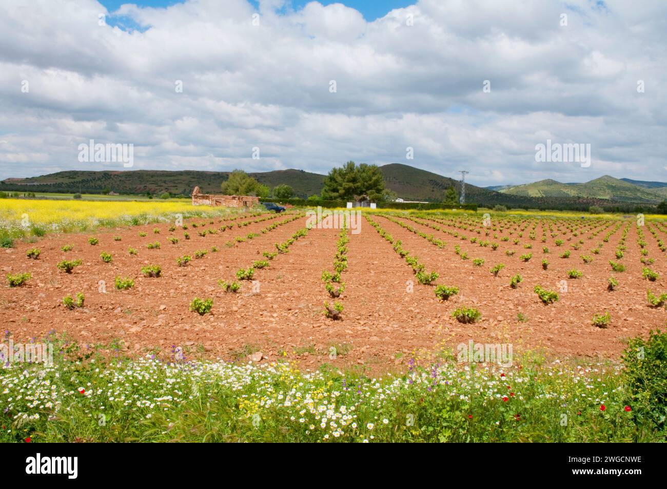 Vineyard. Ciudad Real province, Castilla La Mancha, Spain. Stock Photo