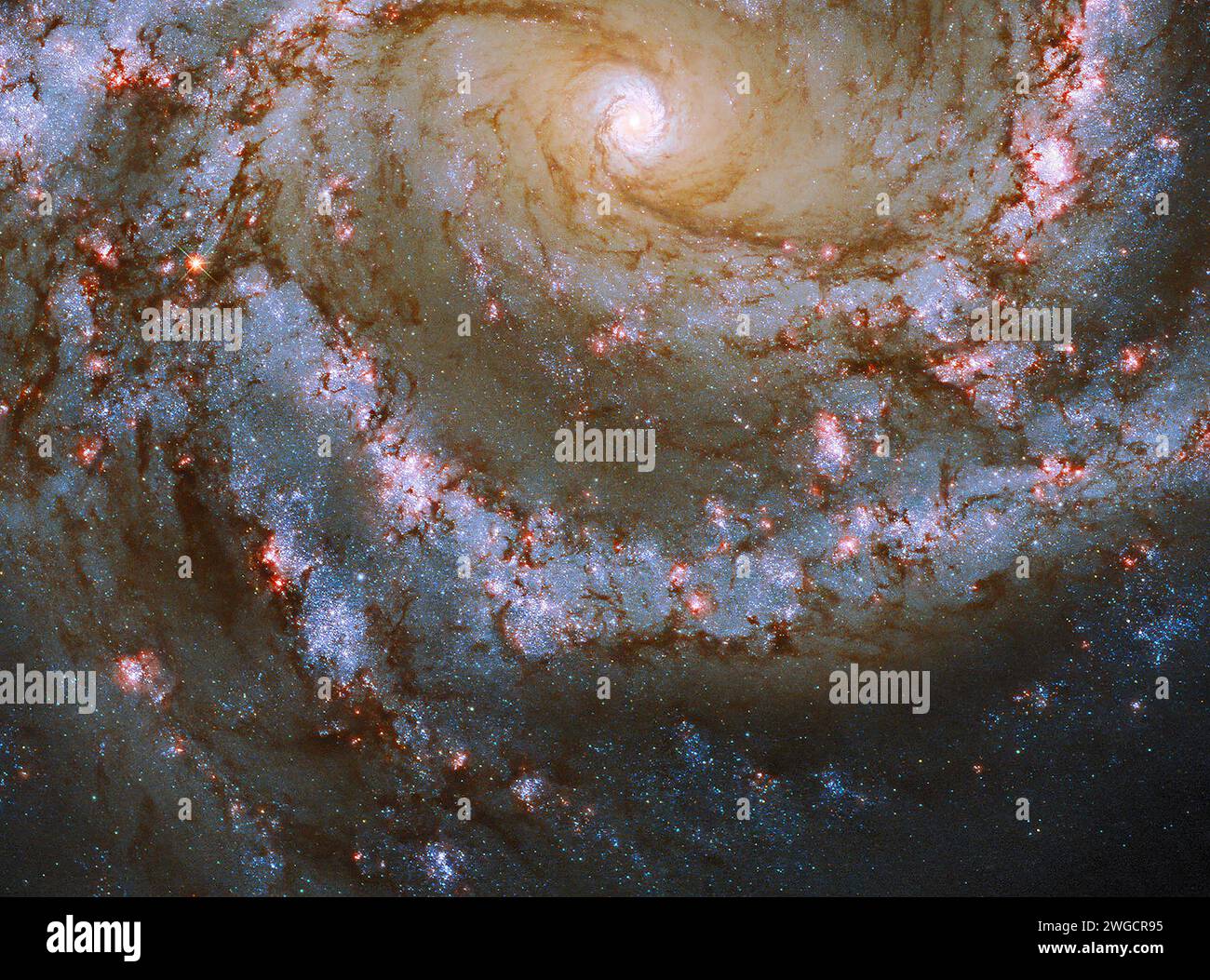 Face-on spiral galaxy, NGC 4303. Bright blue, pink and red galactic long-range captured imagery. Elements of this image furnished by NASA (observed by Stock Photo