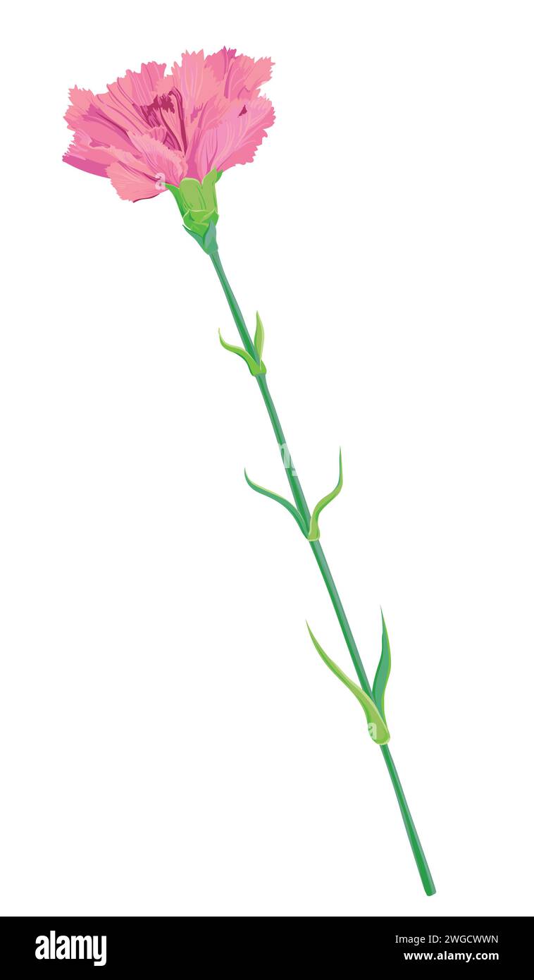 Pink carnation isolated on white background. Vector picture for