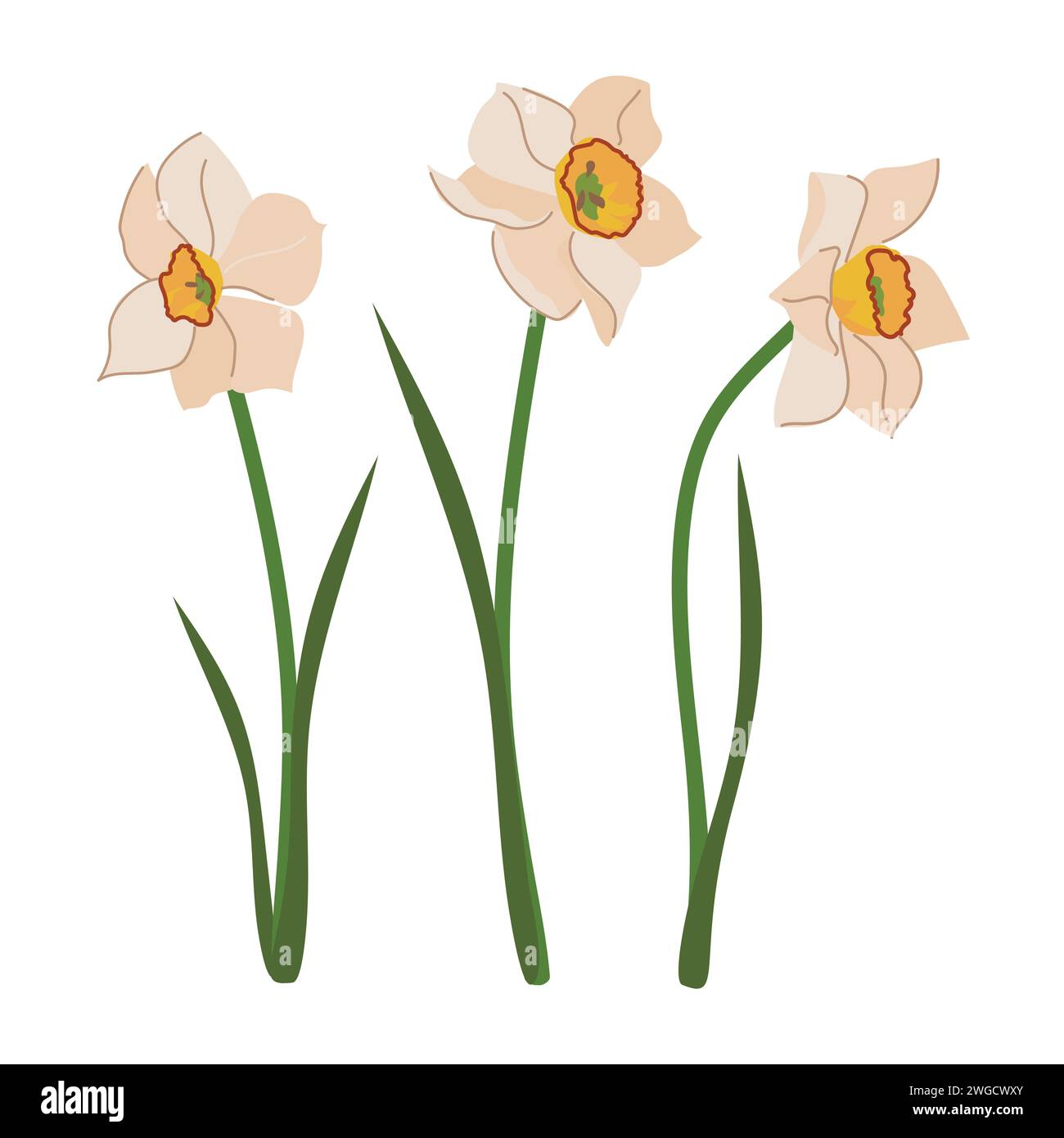 White daffodils set with green leaves in flat style. Cartoon vector illustration of narcissus