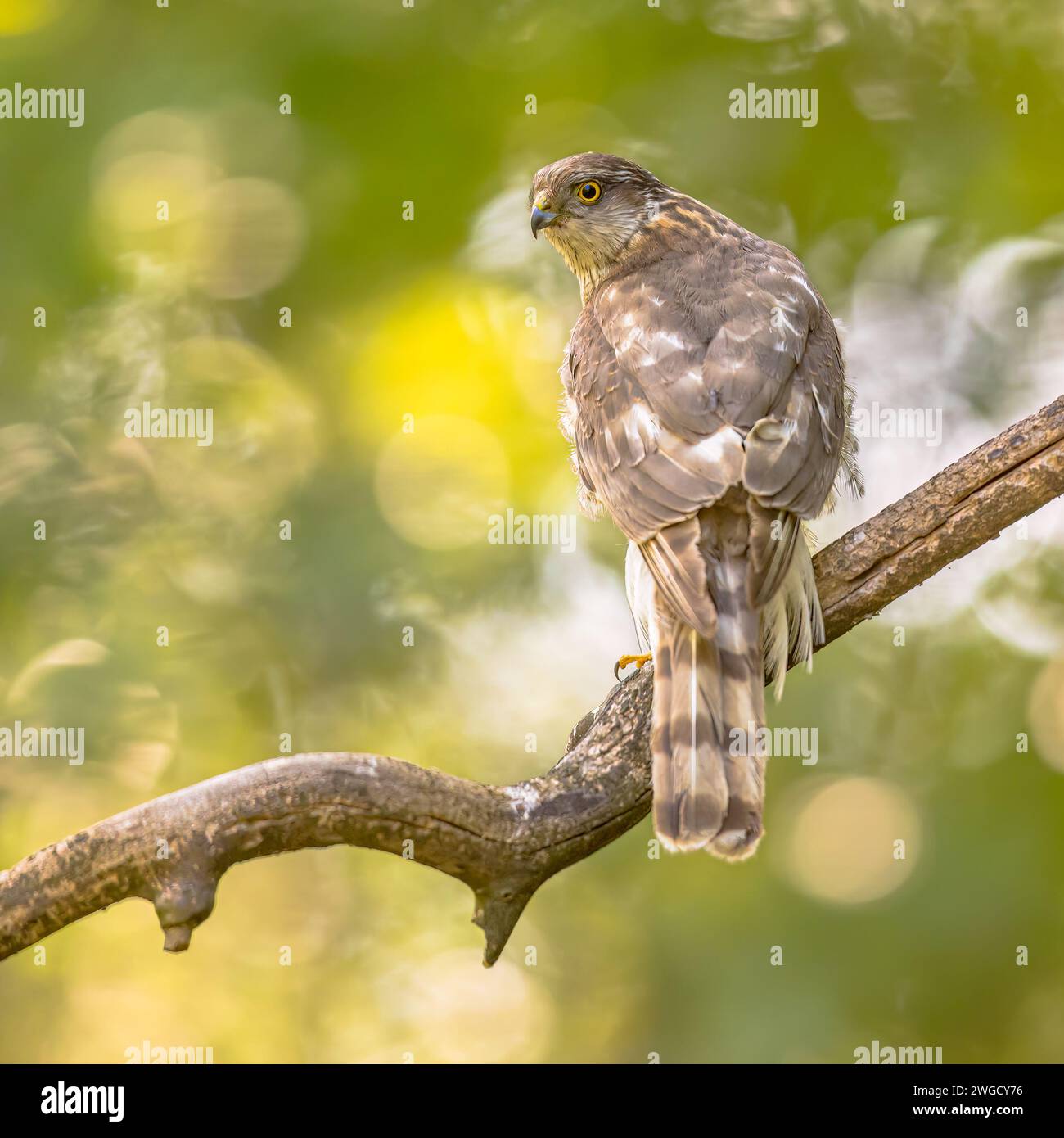 Eurasian sparrowhawk (Accipiter nisus) Female Bird of Prey also known