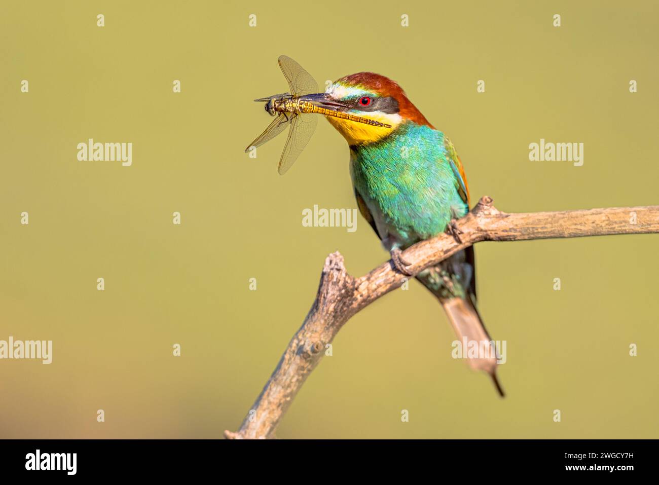 European Bee-Eater (Merops apiaster) perched on Branch with dragonfly in bill near Breeding Colony. This bird breeds in southern Europe and in parts o Stock Photo