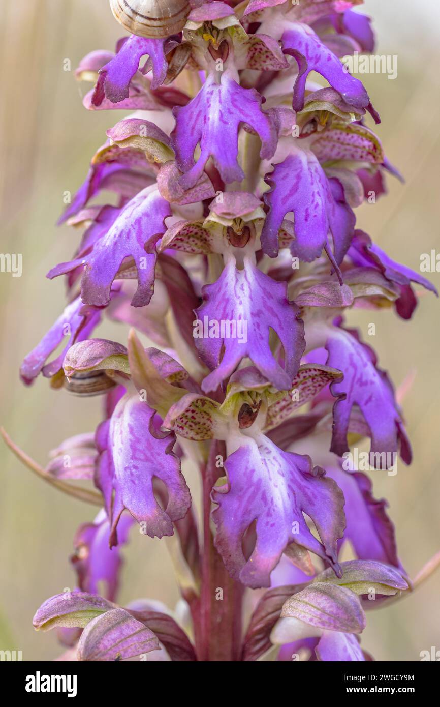 Hyacint Orchid (Himantoglossum robertianum) blooming in the mediteranian basin in Camargue National Park. France Stock Photo