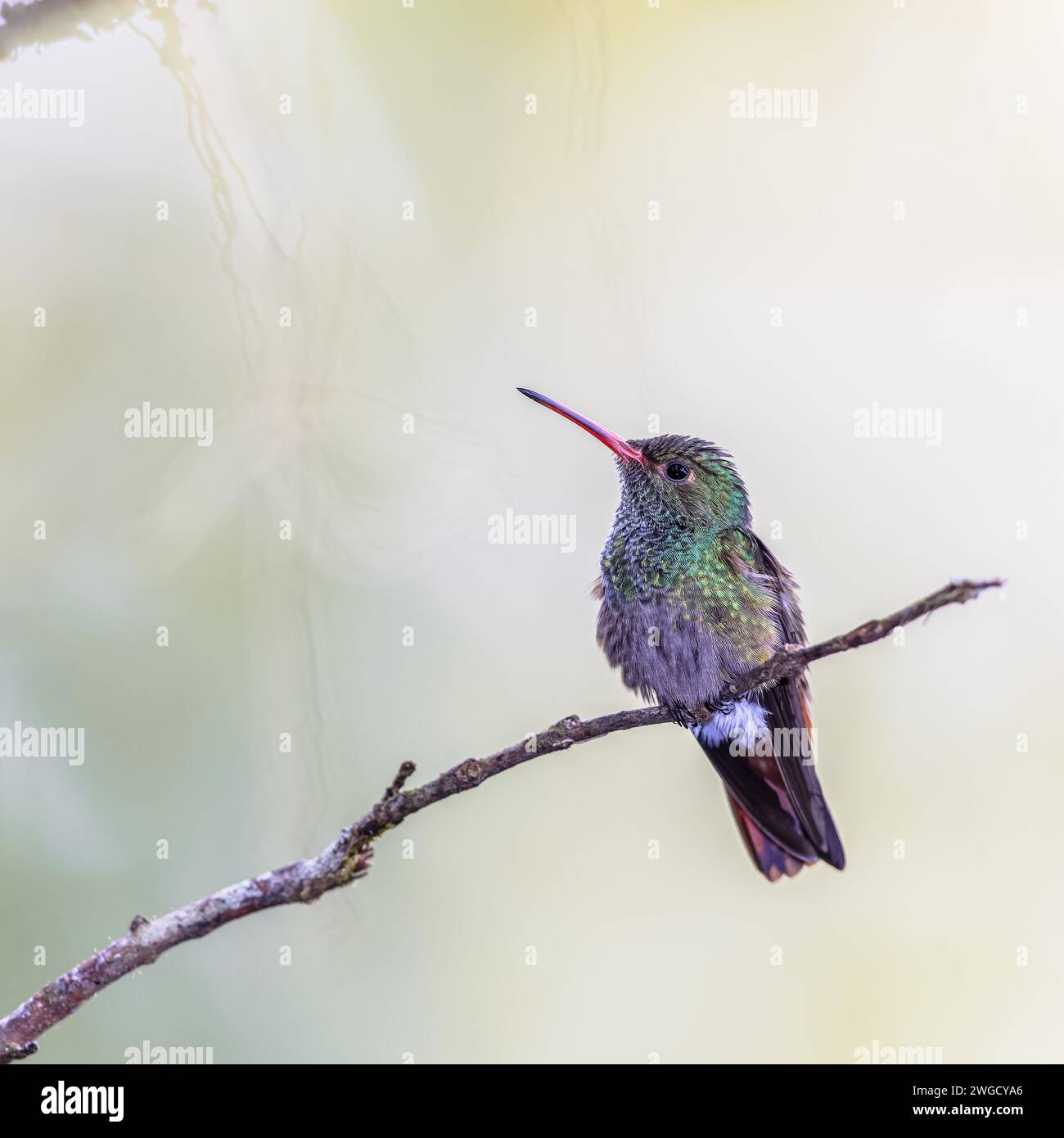 Rufous tailed Hummingbird Amazilia Rutila Female Bird Resting On 
