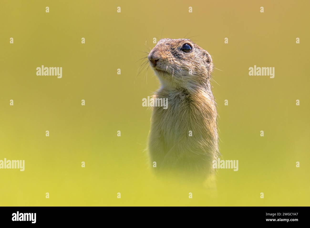 European Ground Squirrel (Spermophilus citellus) or Souslik. Rodent ...