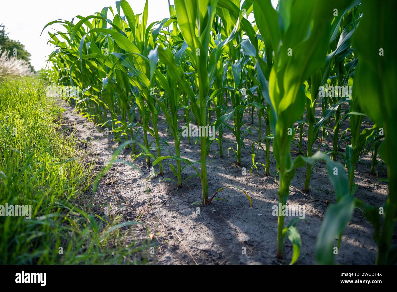 Mais im Wachstum auf einem Acker Stock Photo