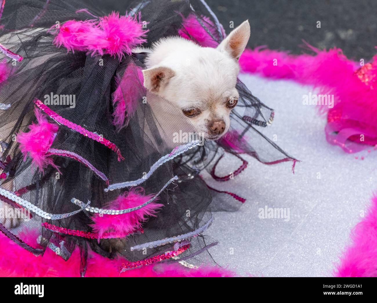 Gran Canaria, Canary Islands, Spain, 4th February 2024. Dog fancy dress
