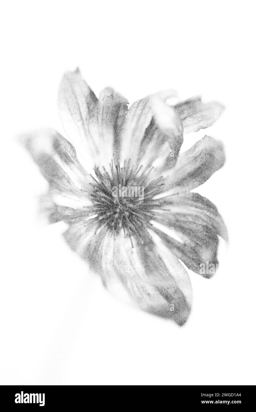 Soft and pencil like black and white image of open flower of Great masterwort Stock Photo