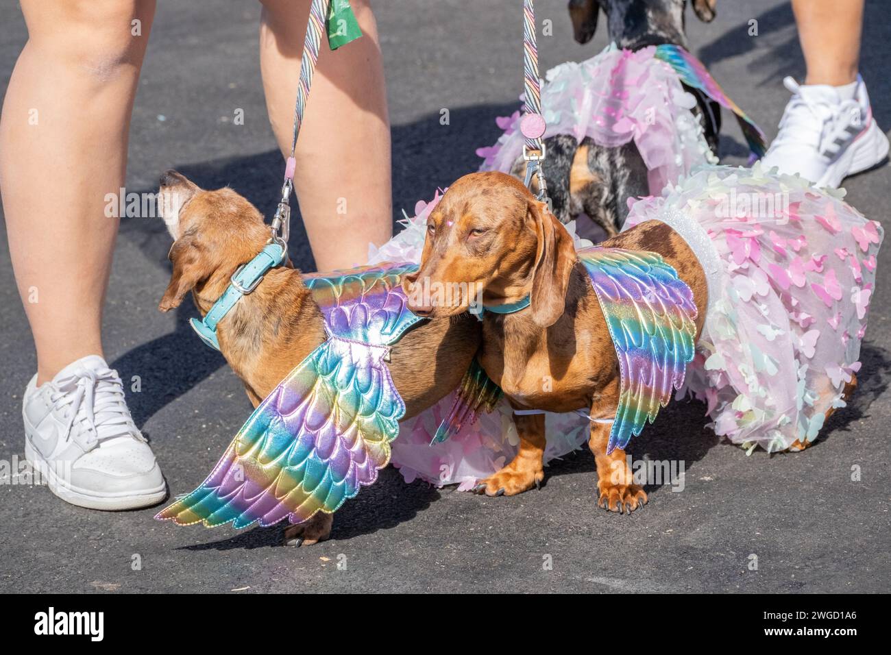 Gran Canaria, Canary Islands, Spain, 4th February 2024. Dog fancy dress