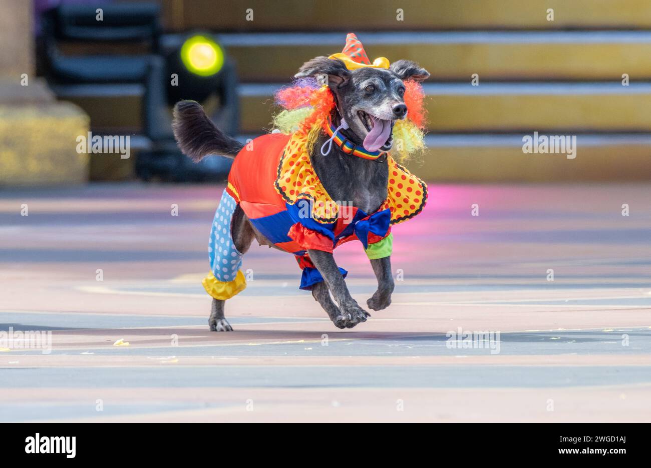 Gran Canaria, Canary Islands, Spain, 4th February 2024. Dog fancy dress