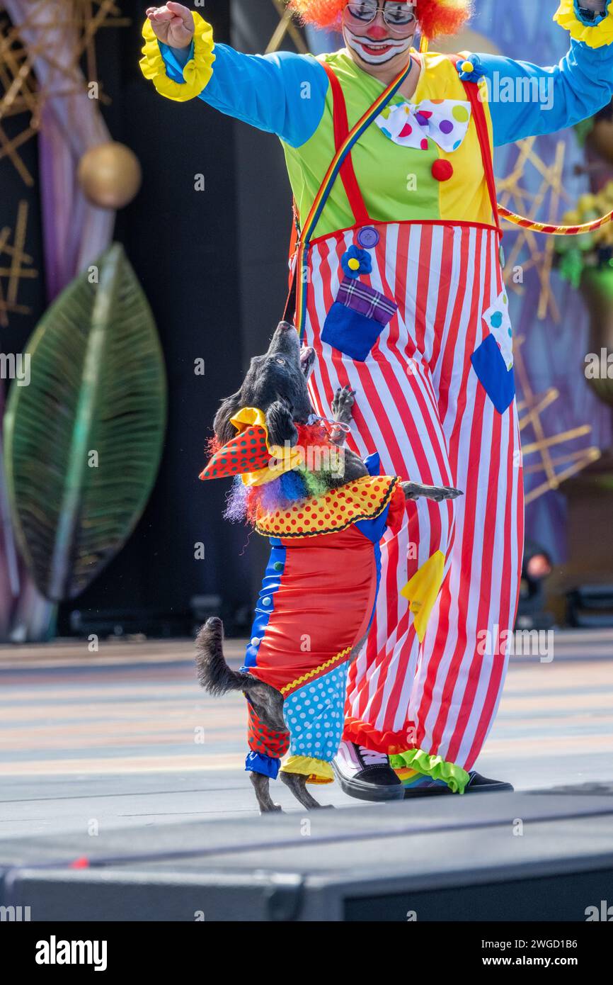 Gran Canaria, Canary Islands, Spain, 4th February 2024. Dog fancy dress