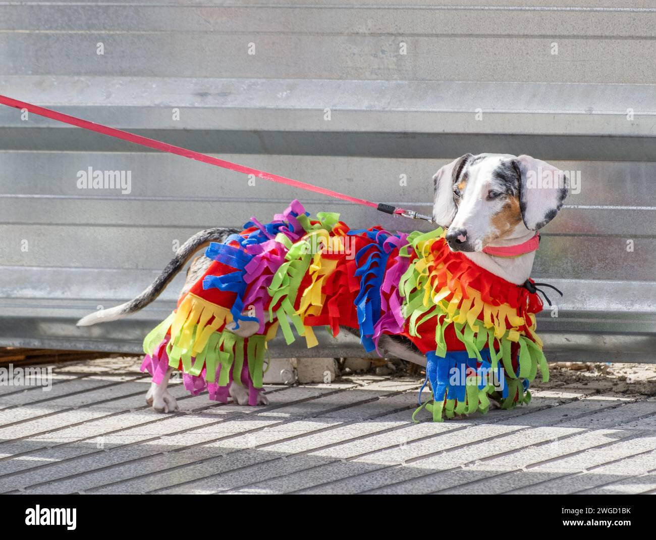 Gran Canaria, Canary Islands, Spain, 4th February 2024. Dog fancy dress