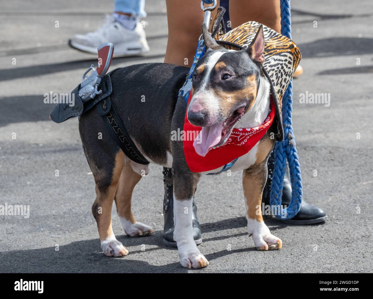 Gran Canaria, Canary Islands, Spain, 4th February 2024. Dog fancy dress