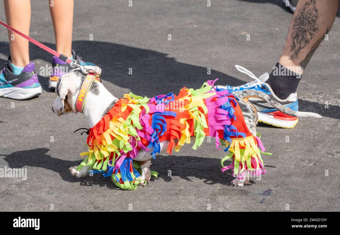 Gran Canaria, Canary Islands, Spain, 4th February 2024. Dog fancy dress