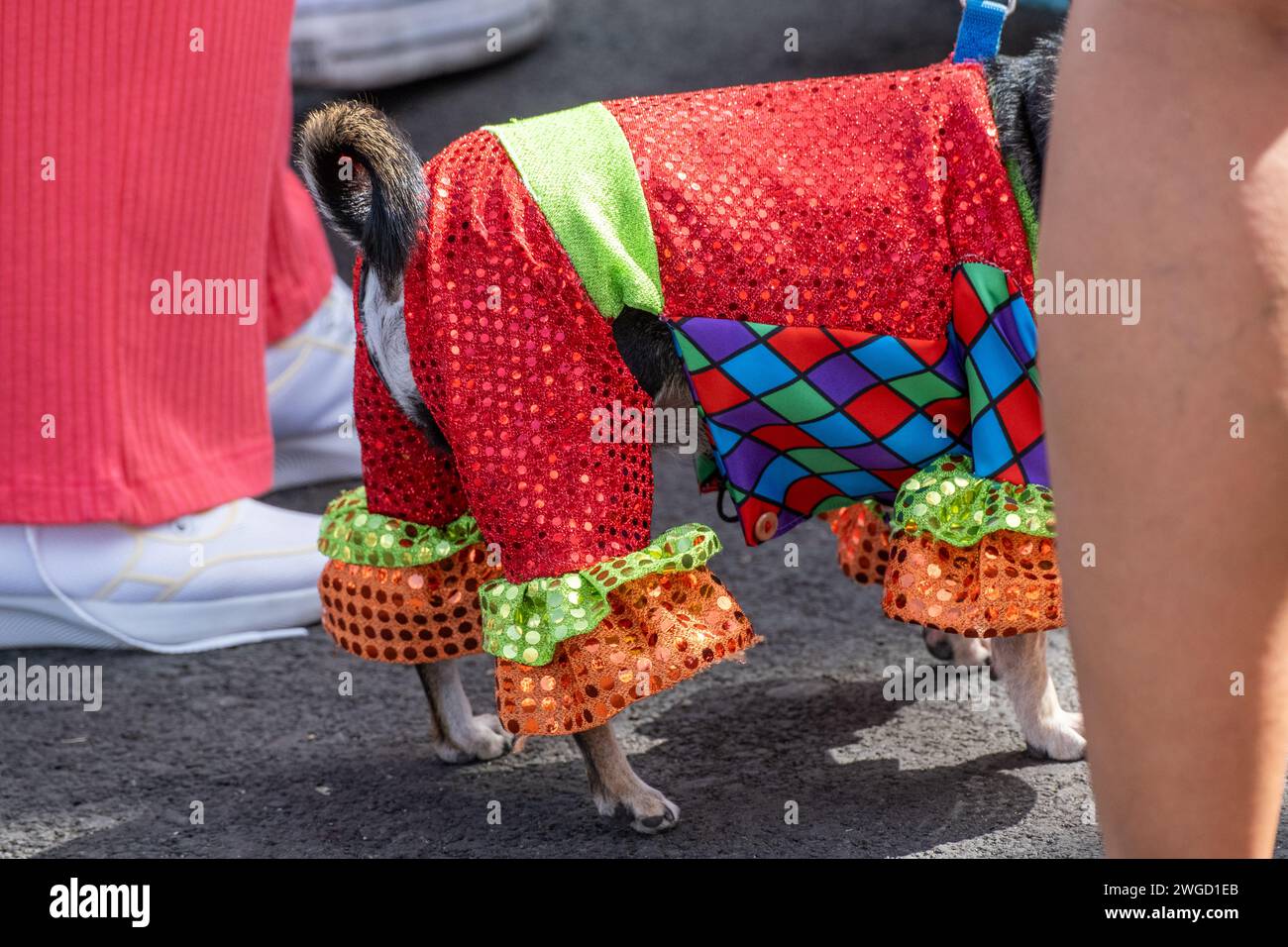 Gran Canaria, Canary Islands, Spain, 4th February 2024. Dog fancy dress