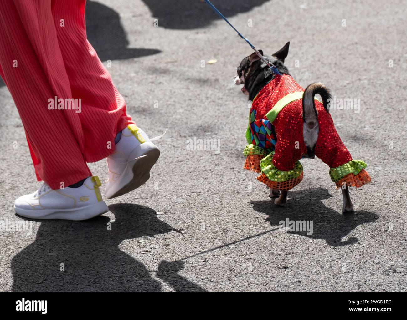Gran Canaria, Canary Islands, Spain, 4th February 2024. Dog fancy dress
