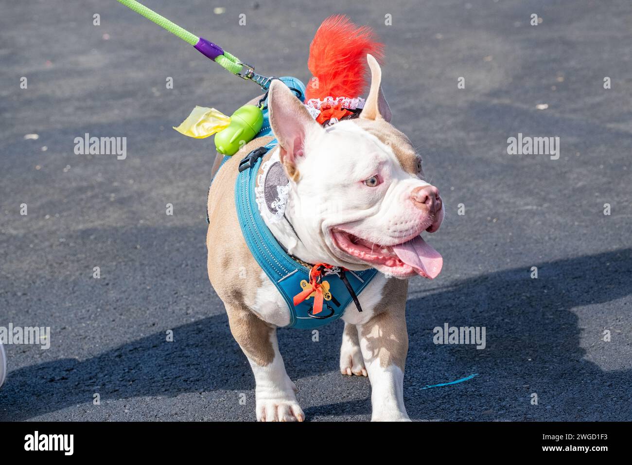 Gran Canaria, Canary Islands, Spain, 4th February 2024. Dog fancy dress