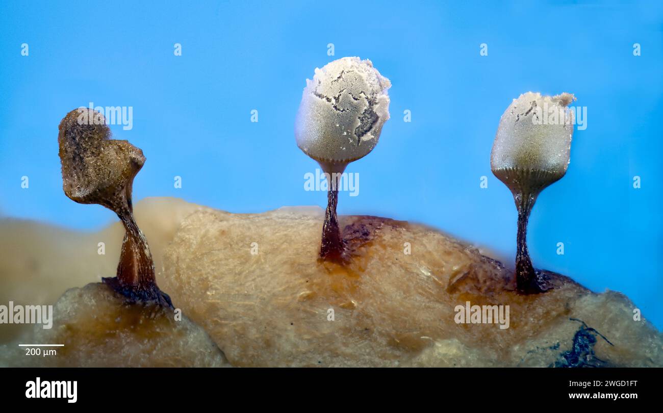 Partly mature slime mould sporocarps (fruting bodies) from Arcyria sp. (possibly A, cinerea). From bark culture collected from south-western Norway. Stock Photo