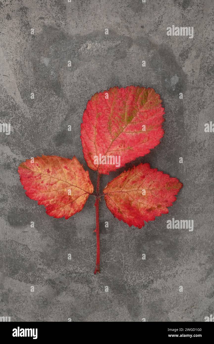Three scarlet red leaves and stem of Blackberry lying on grey] pewter Stock Photo